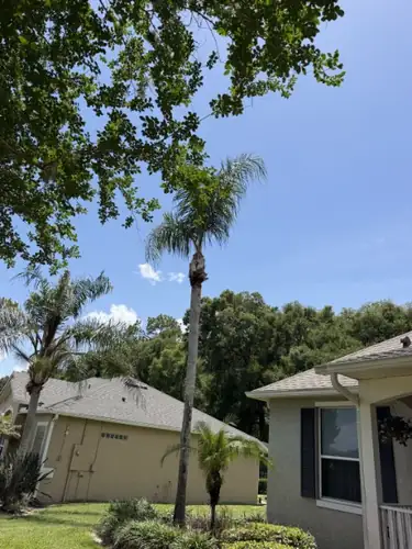Queen palm trimming in Daytona Beach, FL